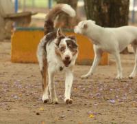 Experiência de vida muda comunicação entre cães e humanos, diz estudo