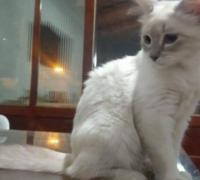 Brasil registra primeiro caso de covid-19 em gato, no Mato Grosso