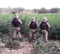 Suspeito de cultivar plantações de maconha morre em confronto com a Polícia em Xique-Xique