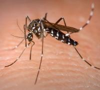 Bahia espera definição do Ministério da Saúde para incorporar vacina contra dengue na rede pública