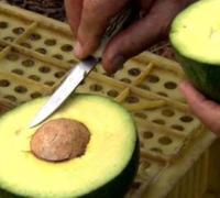 Conheça a fazenda que transforma abacate em azeite e até batom