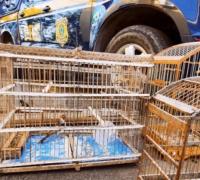 Aves silvestres são resgatadas pela PRF em Itaberaba