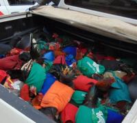 Cerca de 150 pessoas são presas em rinha de galo no oeste da Bahia; 200 aves foram apreendidas e serão sacrificadas