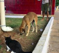 Ibipeba: Prefeitura instala comedouros para cães e gatos abandonados nas ruas da cidade