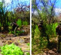 Polícia erradica plantio de maconha no município de Xique-Xique