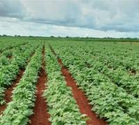 Área cultivada com feijão avança em Irecê, na Bahia