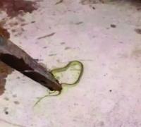 Cobra é achada em bebedouro de escola após relatos de mal-estar em crianças no Oeste baiano