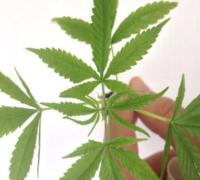 Fabricação e venda de produtos derivados da cannabis entram em vigor