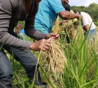 Governo fixa medidas para garantir a segurança alimentar da população