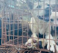 China: Quase 400 cães são salvos a caminho de festival de carne de cachorro