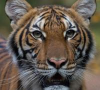 Tigre tem teste positivo para coronavírus em zoológico de Nova York
