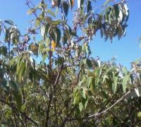 Cientistas da Uesb pesquisam repelente à base de planta da Caatinga