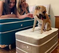 Dona do cachorro Chico ganha colchão novo após vídeo viralizar na net