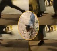 Homem chuta gato em porta de bar na região de Irecê-BA