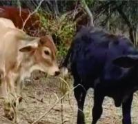 Cabeças de gado furtadas em Minas são recuperadas na região de Irecê, a 1,4 mil km de distância
