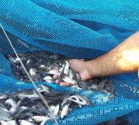 Ibipeba: Codevasf realiza peixamento na barragem de Mirorós
