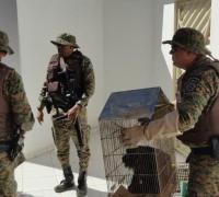Itaguaçu da Bahia: Polícia Ambiental resgata macaco bugio em cativeiro