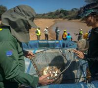SECA: Ibama resgata 230 mil peixes na lagoa de Itaparica, em Xique-Xique