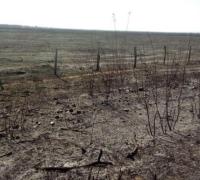 Barra: Incêndio atinge vegetação e queima cerca de 1 mil hectares