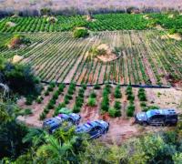 Ação da Cipe Chapada erradica cerca de 180 mil pés de maconha em Brotas de Macaúbas