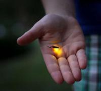 Vaga-lumes estão em extinção por perda de habitat, diz Universidade Tufts