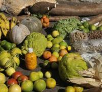 agricultores contam como melhoraram a renda e combateram a fome