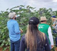 Missão Brasil-França na região de Irecê visita experimentos de mamona