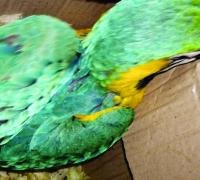 Polícia Ambiental prende traficantes de aves silvestres em Lençóis
