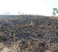 Gentio do Ouro: Após colocar fogo em roça, lavrador passa mal e morre queimado