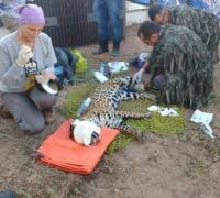 Onça-pintada é resgatada após passar 22 dias presa em caverna na caatinga