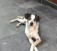 MP abre inquérito para apurar morte de cão em supermercado