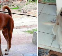 Gentio do Ouro: Cachorros morrem por suspeita de envenenamento na comunidade Desterro