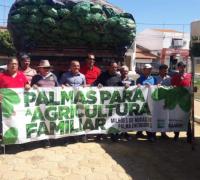 Mudas de palma garantem segurança alimentar do rebanho no semiárido baiano