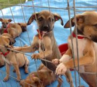 Irecê: 21º Expoagri terá feira de adoção de cães e gatos