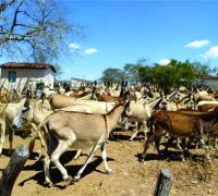 Abate de jumentos na Bahia pode aumentar para abastecer mercado de remédios na China; entenda