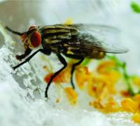 Virose da Mosca: saiba como se prevenir