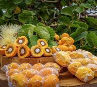 Chegam ao mercado as primeiras cultivares de pequi sem espinhos