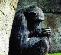 Chimpanzé se recusa a soltar corpo de filhote morto há três meses