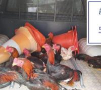 Xique-Xique-BA: Caesa estoura rinha de galo em fazenda; 10 animais sofriam maus tratos