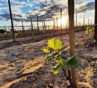 Sebrae e CIMATEC destacam potencial da Fazenda Escola Modelo no município de Barra para o desenvolvimento regional