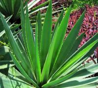 Alunos do interior da Bahia desenvolvem bioplástico feito com sisal