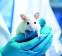 China: Cientistas testam cepa da Covid que mata 100% dos doentes