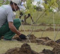 Dia da Árvore: projeto ajuda a reflorestar bioma 100% brasileiro