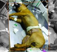 Homem é acusado de matar cachorro com chave de fenda