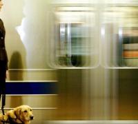 Governo libera transporte de animais no Metrô, CPTM e EMTU; veja regras