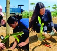 Alunos do IF Baiano criam matrizeiro de pitaya em projeto prático