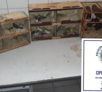 Xique-Xique: Dupla é flagrada com 50 animais silvestres