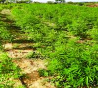 Polícia Federal descobre extensa plantação de maconha em João Dourado