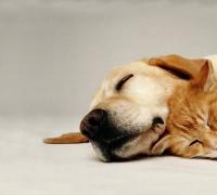 Vereadores de Ipirá podem barrar doação de terreno para associação de animais carentes