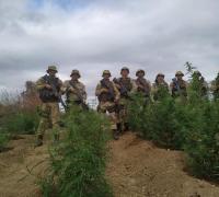 Xique-Xique: Polícia erradica sete roças de maconha no povoado de Areia Branca